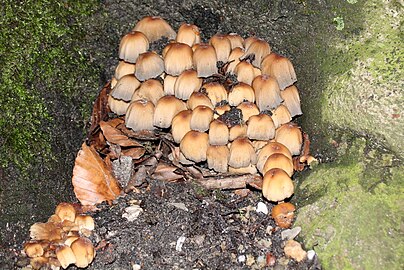 Onbekende paddenstoel in de Veluwe (eind december)