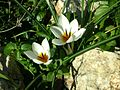 Crocus hyemalis