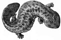 Japanischer Riesensalamander