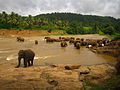 Elephants at the river, Sri Lanka