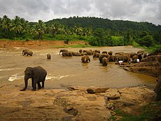 Elefántok fürdőznek egy folyóban