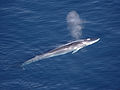 Thumbnail for Fin whale