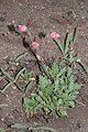 Geum triflorum