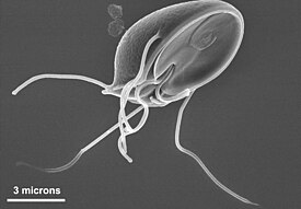 Кишечная лямблия (Giardia lamblia)