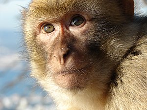 A Barbary Macaque in Gibraltar.