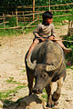 Bereden karbouw in Vietnam