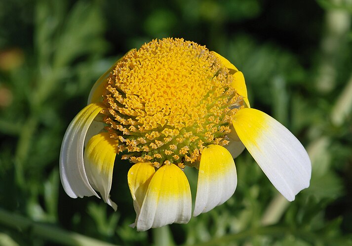 Соцветие хризантемы увенчанной (Glebionis coronaria) с двумя видами цветов