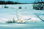 Snowy Owl