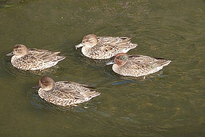 Drake in eclipse plumage (rightmost bird), hen and young