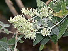 Lamiaceae Sideritis candicans 1.jpg