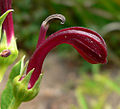 Miniatura para Lobelia polyphylla