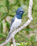 Myiagra rubecula - Australian National Botanic Gardens edit1