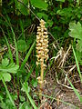 Neottia nidus-avis à Charmes-la-Côte, en forêt, en bordure de chemin