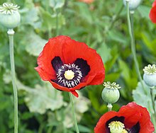 Papaver somniferum flowers.jpg