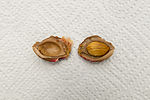 Carozo abierto de un melocotón, se observa una sola semilla en su interior