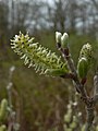 Salix sitchensis