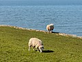 Schapen op de zeedijk aan het IJsselmeer.