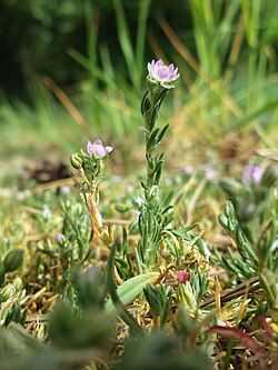 Rožainais pagaurs (Spergularia rubra)