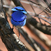 Splendid Fairy Wren - Lake cargelligo - Spt 05 089