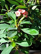 Starr-080103-1257-Euphorbia milii-flowers and leaves-Lowes Garden Center Kahului-Maui (24534267249).jpg
