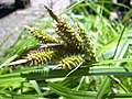 Orešek obdan z mošnjičkom; vrsta šaša (Carex wahuensis)