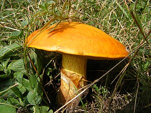 Suillaceae Suillus grevillei