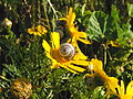 On Chrysanthemum coronarium