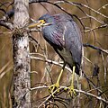 Tricolored Heron