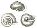 The polygyrid snail, Vespericola columbiana from Binney, 1878.