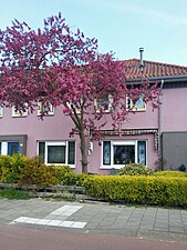 Roze huizen van het Floradorp aan de Kamperfoelieweg.