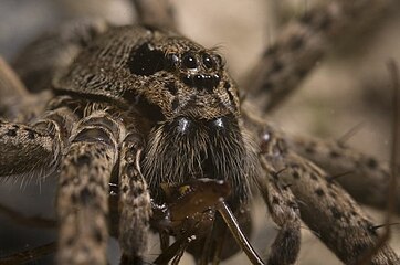 Diving bell spider (Argyroneta aquatica)