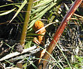 Female inflorescence