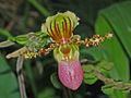 Flower of Paphiopedilum glaucophyllum