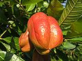 Ackee (Blighia sapida) fruit