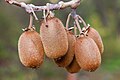 Actinidia chinensis fruit