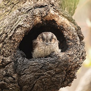 Australian owlet-nightjar, by JJ Harrison