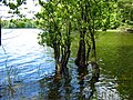 Alder trees in the littoral zone of Bobięcińskie Wielkie Lake, Poland