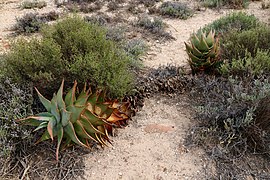 Aloe perfoliata subsp. mitriformis (Asphodelaceae-Xanthorrhoeaceae) (36689661933).jpg