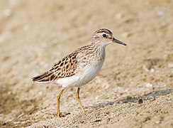 Calidris subminuta - Pak Thale