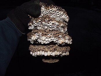 Inside the paper covering of a bald-faced hornet nest are several suspended combs containing chambers for larvae.