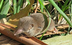 Crocidura russula (Soricomorpha)