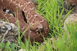 Crotalus ruber 63293233.jpg