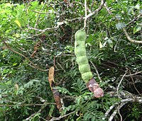 paʻanga