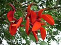 Miniatura para Erythrina fusca