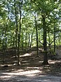 Abschnitt im Schwanheimer Wald, Ansicht von Norden