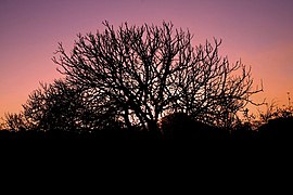 Figueira ao Por do Sol (2024137052).jpg