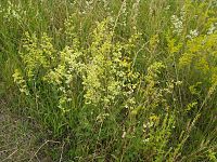 Galium × pomeranicum