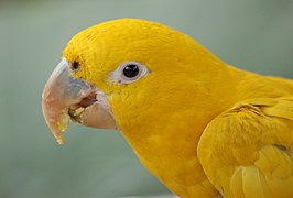 Closeup of the head