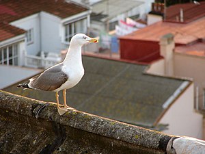 A Yellow-legged Gull (Larus michahellis) on a guano encrusted rooftop in Gibraltar