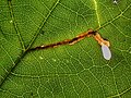 Mine de larve Heliozela resplendella.